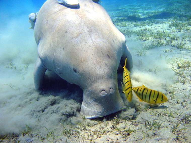 amazing animals 
