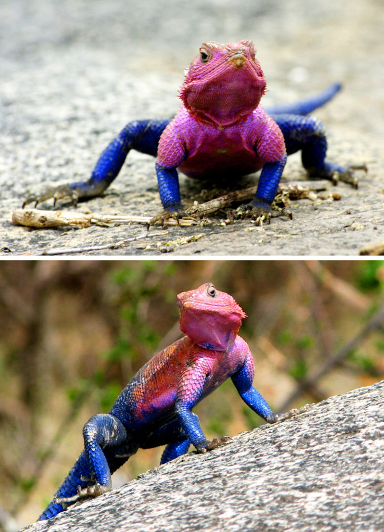 amazing animals 
