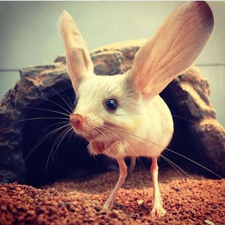 amazing animals 