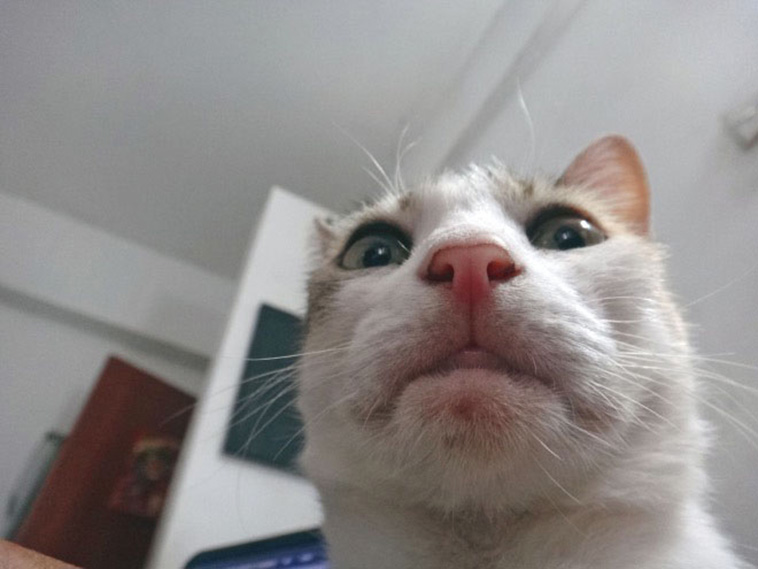 cat-selfies