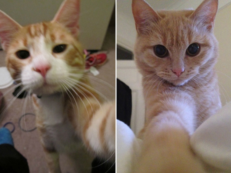 cat-selfies