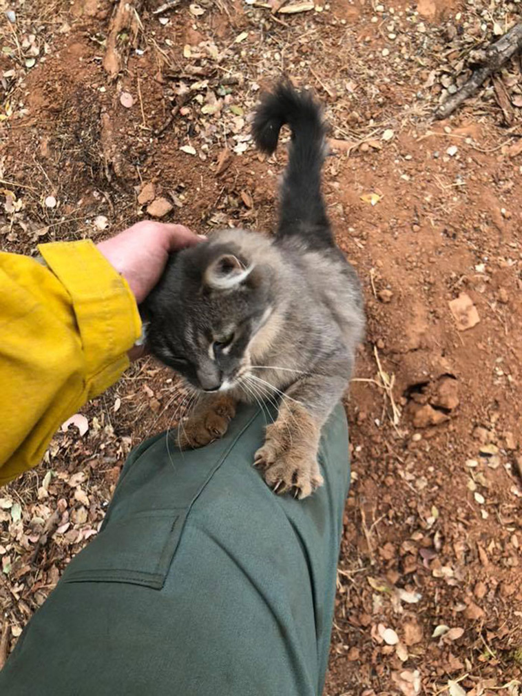 firefighter-saves-cat