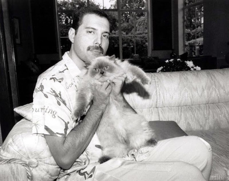freddie-mercury-with-cats