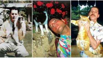 freddie-mercury-with-cats