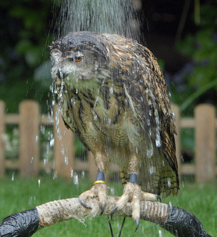 wet-owls