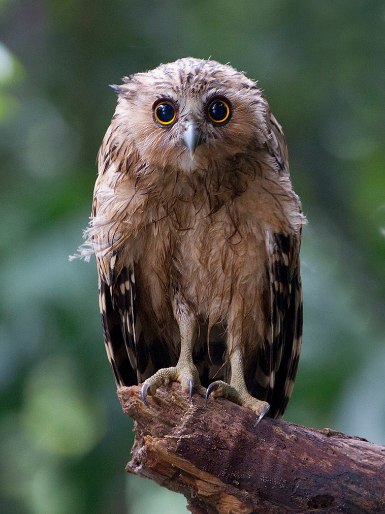 wet-owls