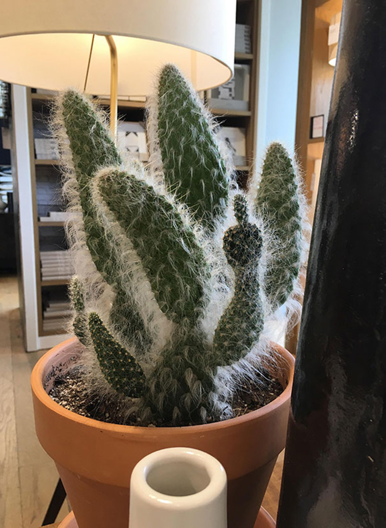 Pareidolia In The Most Unexpected Places