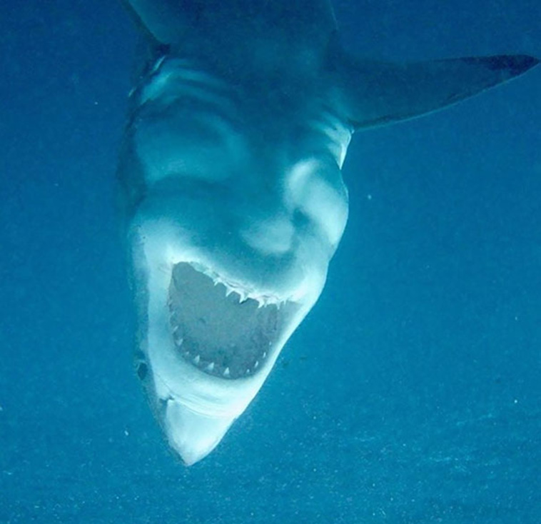 Pareidolia In The Most Unexpected Places