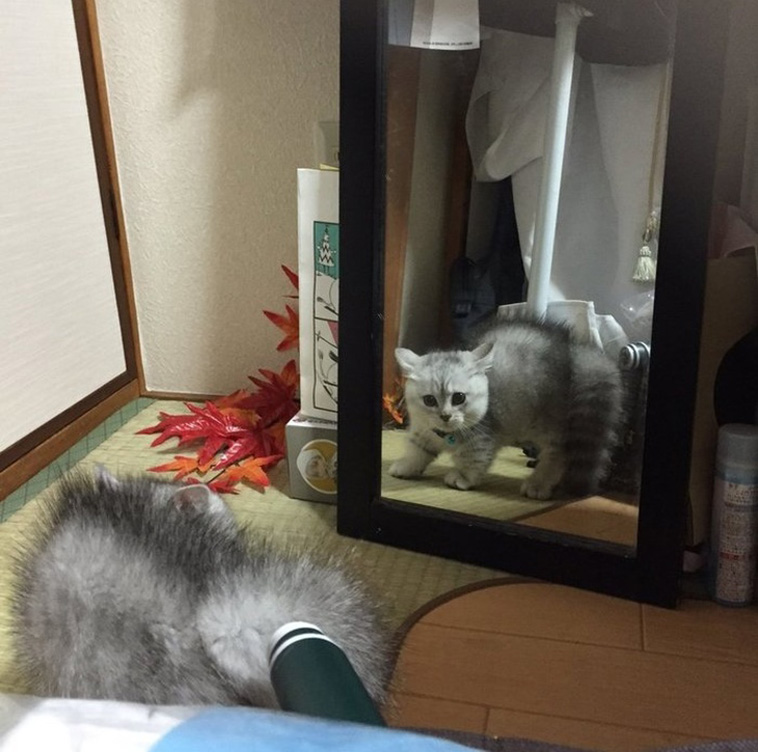 Photos Proving Animals Are Furry Human Copies
