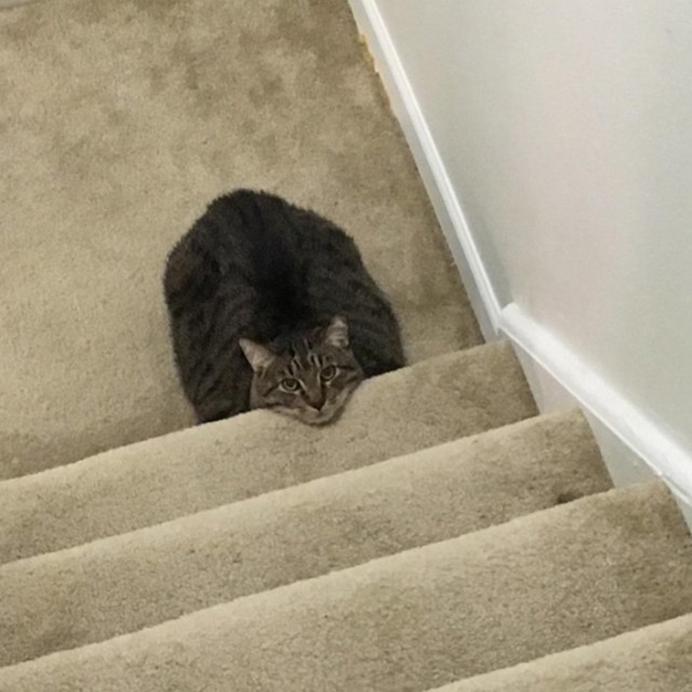 Photos Proving Animals Are Furry Human Copies