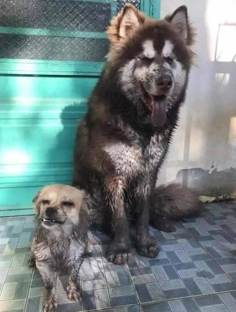 Photos Proving Animals Are Furry Human Copies