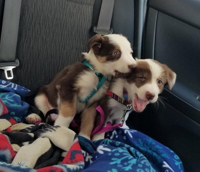 Photos Proving Animals Are Furry Human Copies