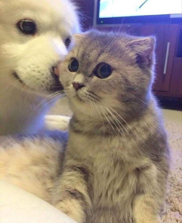 Photos Proving Animals Are Furry Human Copies