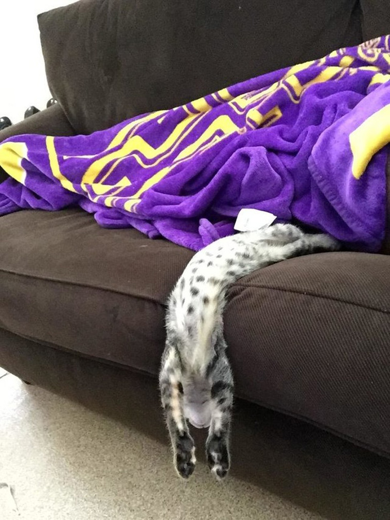 Sleeping Cats