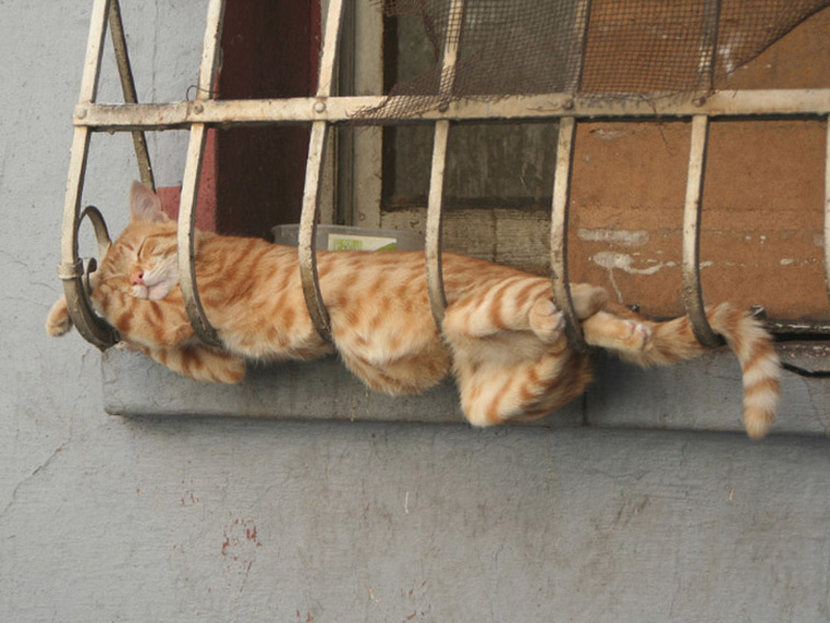 Sleeping Cats