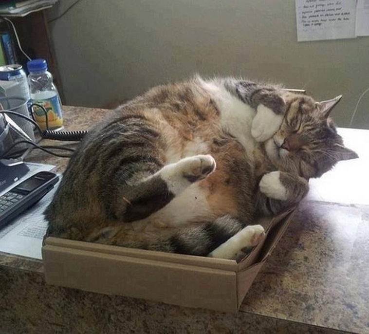 Sleeping Cats