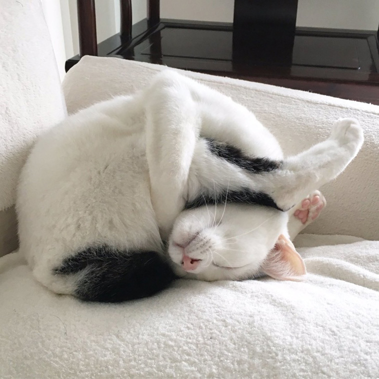 Sleeping Cats