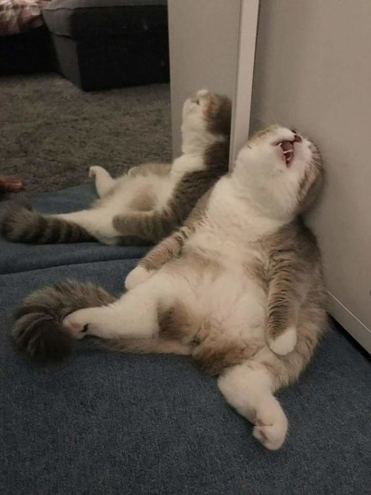 Sleeping Cats