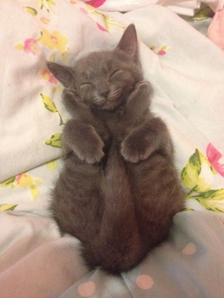 Sleeping Cats