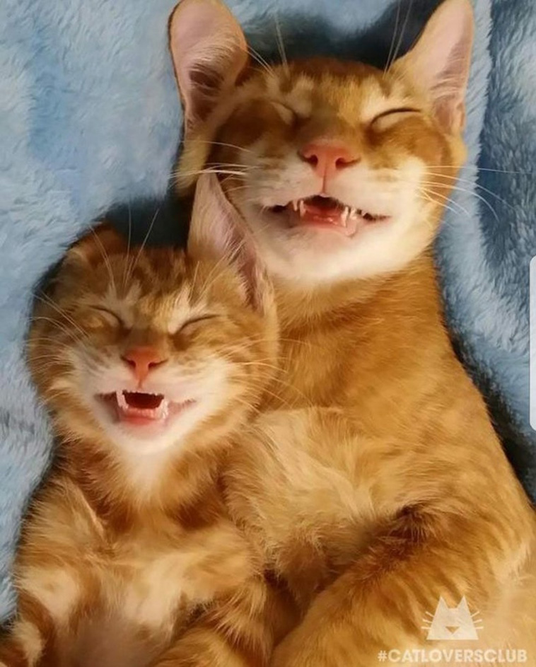 Sleeping Cats