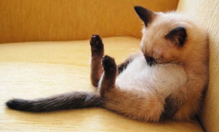 Sleeping Cats