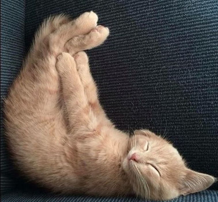 Sleeping Cats