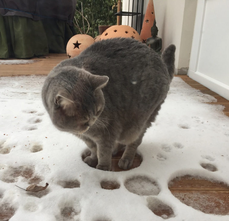 cats-and-snow