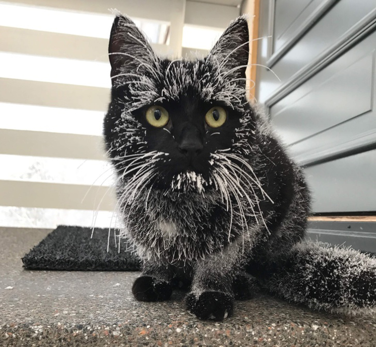 cats-and-snow