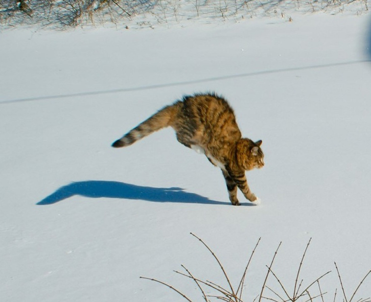 cats-and-snow