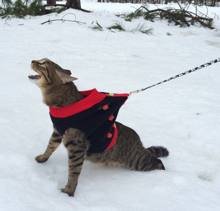 cats-and-snow
