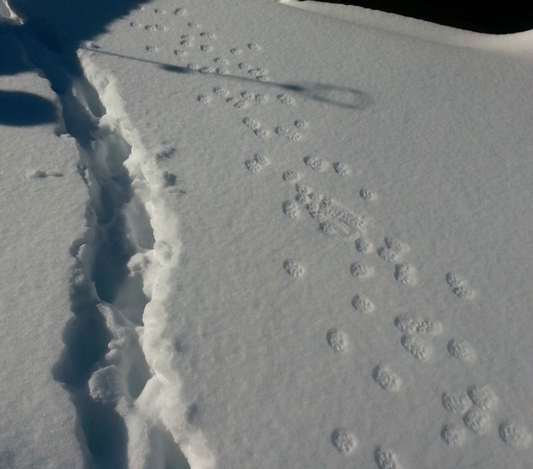 cats-and-snow