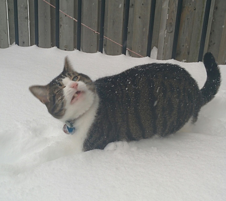 cats-and-snow