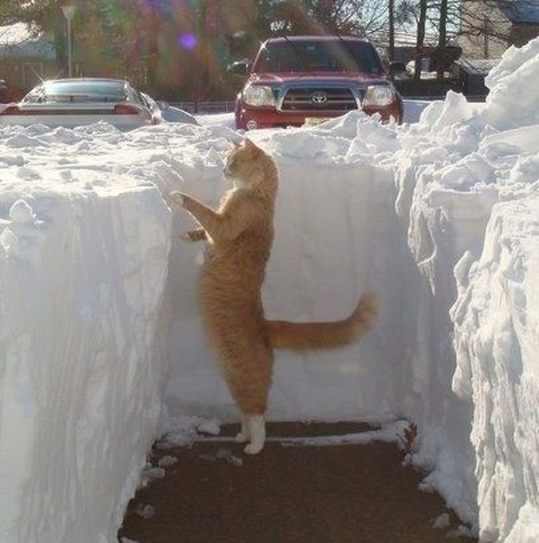 cats-and-snow