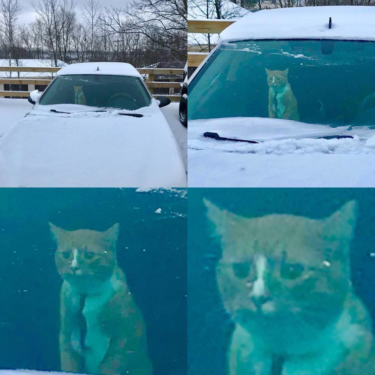 cats-and-snow