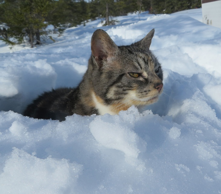 cats-and-snow