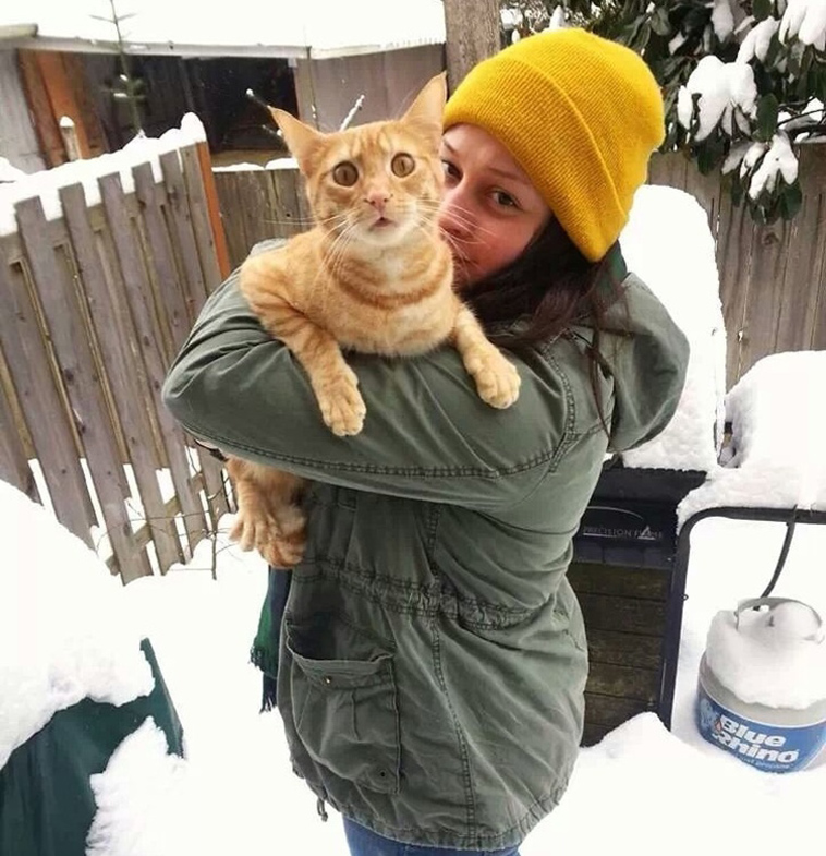 cats-and-snow