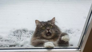cats-and-snow