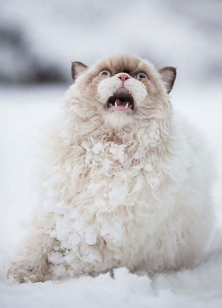 cats-and-snow