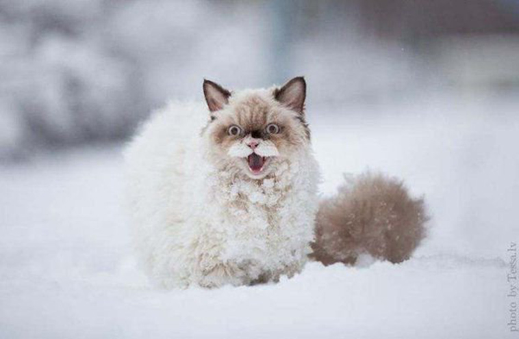 cats-and-snow