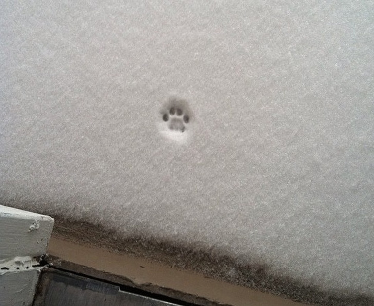 cats-and-snow