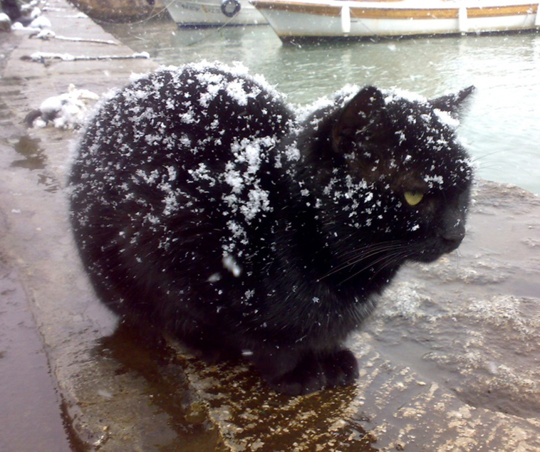 cats-and-snow