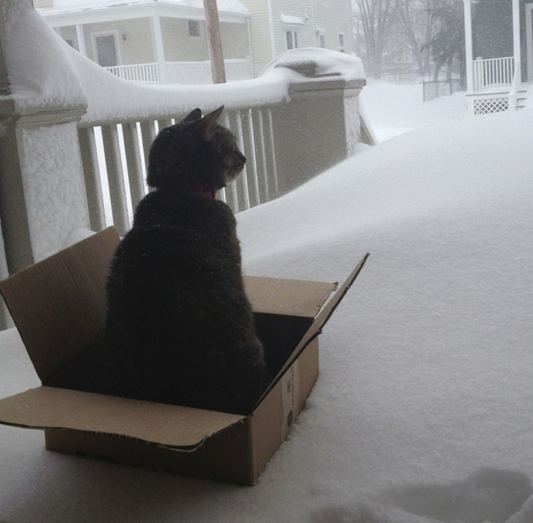 cats-and-snow