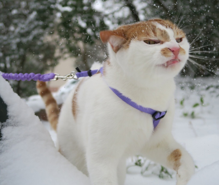 cats-and-snow