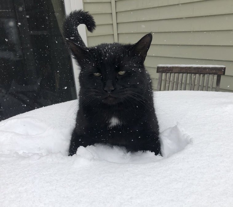 cats-and-snow