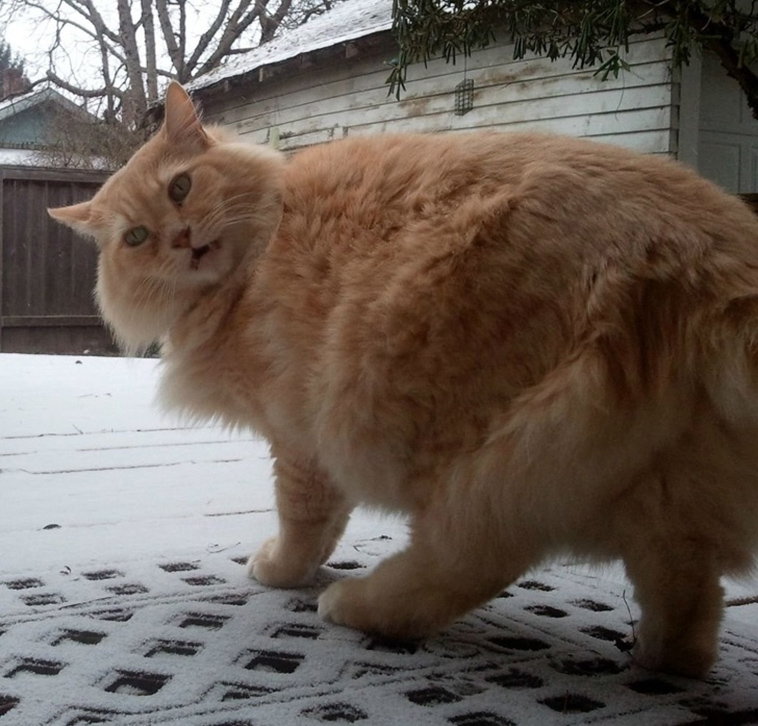 cats-and-snow