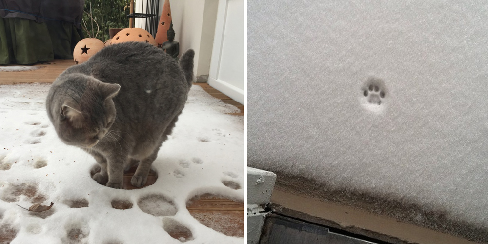 cats-and-snow