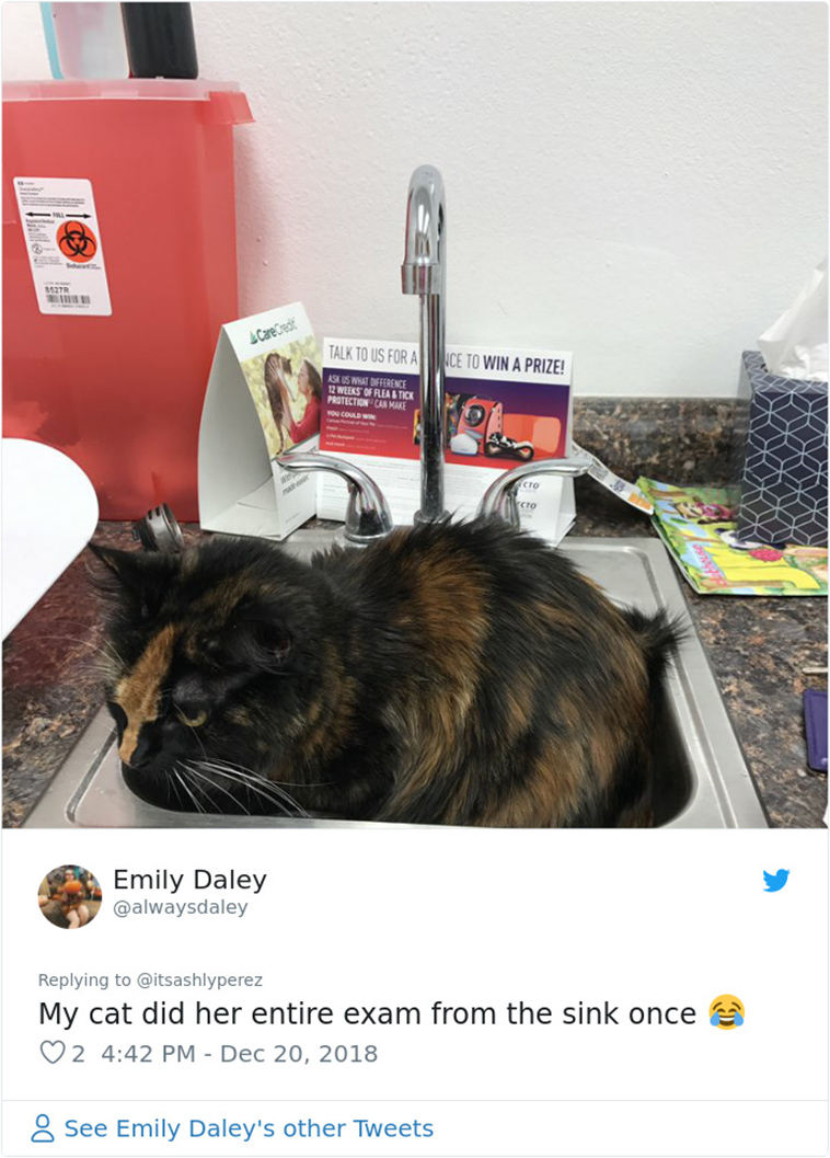 cats hiding from vet