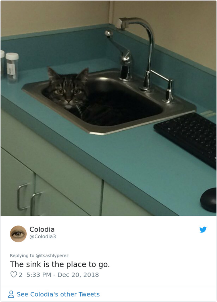 cats hiding from vet