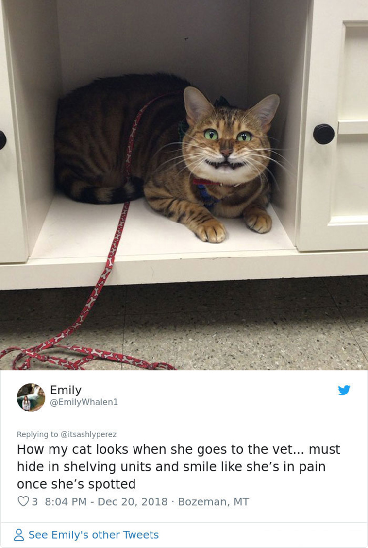 cats hiding from vet