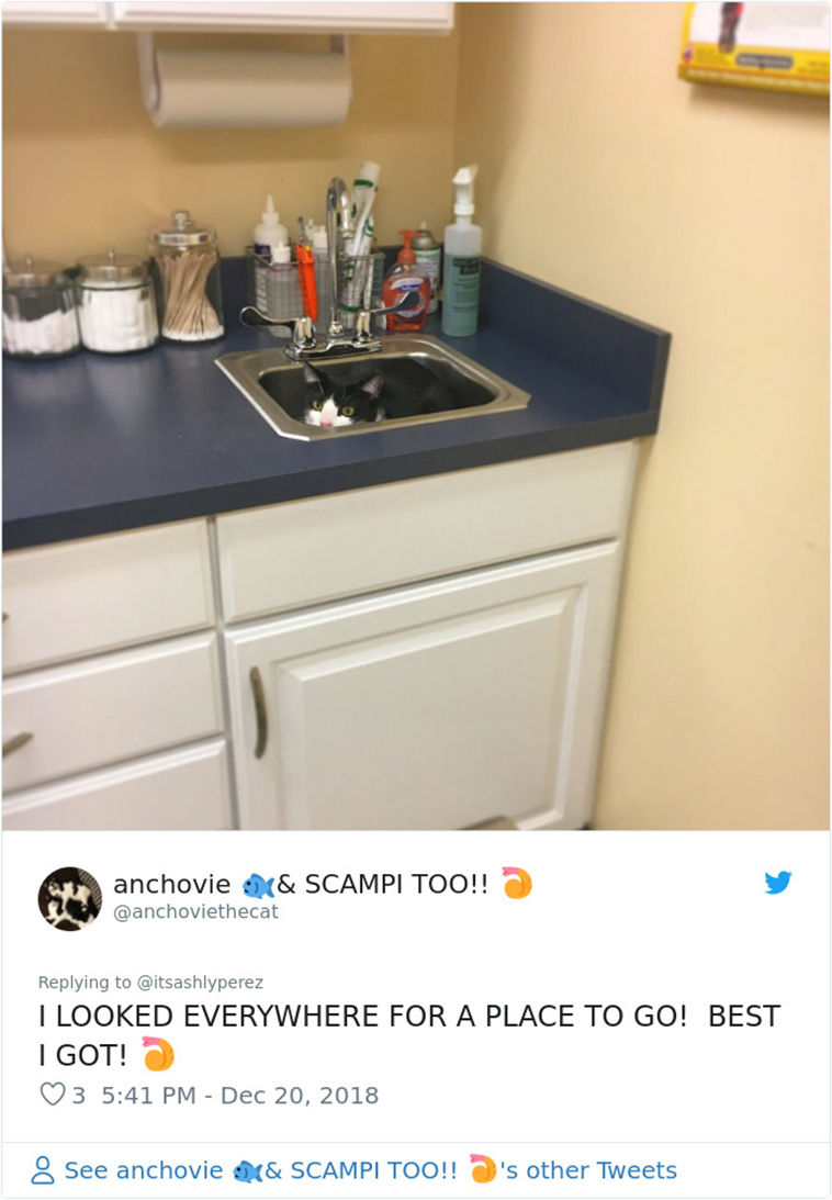 cats hiding from vet